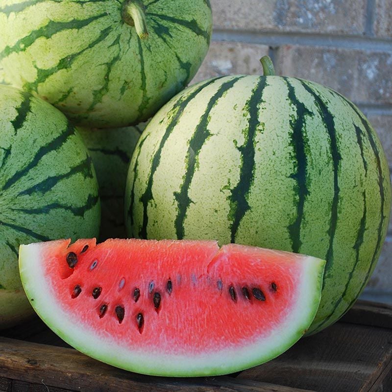 Erkenci karpuz tohumu geleneksel watermelon dixie queen