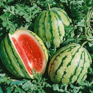 Erkenci karpuz tohumu geleneksel watermelon dixie queen