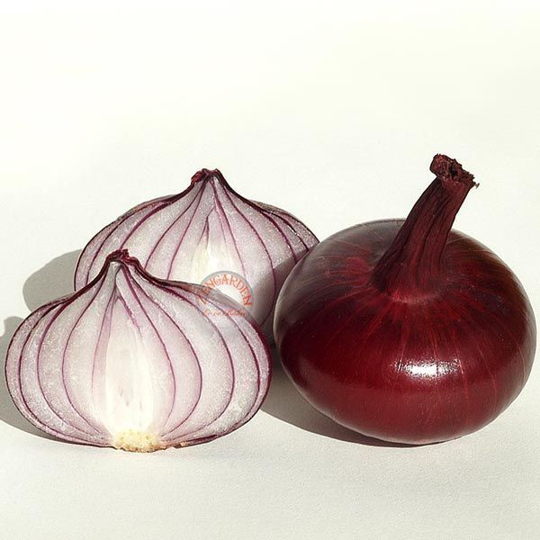 Kırmızı cipollini soğan tohumu geleneksel taze ve kuru onion red cipollini