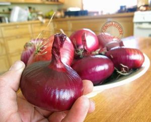 Kırmızı cipollini soğan tohumu geleneksel taze ve kuru onion red cipollini