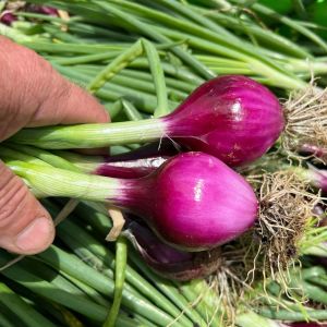 Purplette erkenci soğan tohumu
