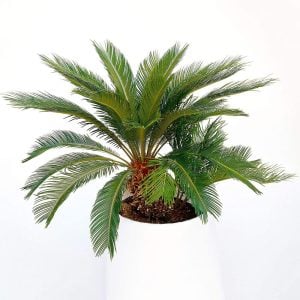 Sikas Sagu palmiyesi fidanı Cycas revoluta