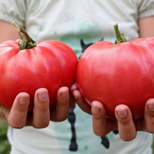 Brandywine domates tohumu geleneksel heirloom brandywine red tomato seeds