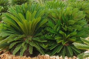 Sikas Sagu palmiyesi fidanı Cycas revoluta