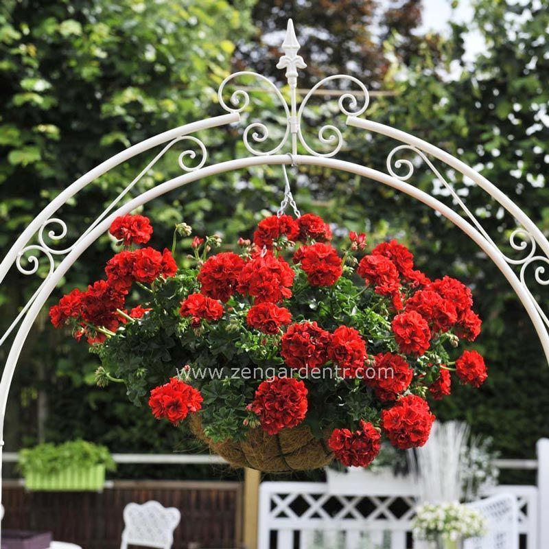 Parlak kırmızı sarkan sakız sardunya fidesi ithal pelargonium ivy scarlet