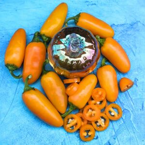 Balkabağı portakal renkli jalapeno biber tohumu pumpkin spice