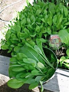 Hardal otu tohumu ıspanak yapraklı mustard tendergreen