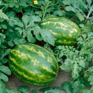 All sweet karpuz tohumu geleneksel all sweet heirloom watermelon seeds