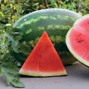 All sweet karpuz tohumu geleneksel all sweet heirloom watermelon seeds