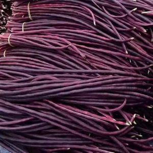 Kırmızı Kuşkonmaz fasulyesi tohumu asparagus bean red podded