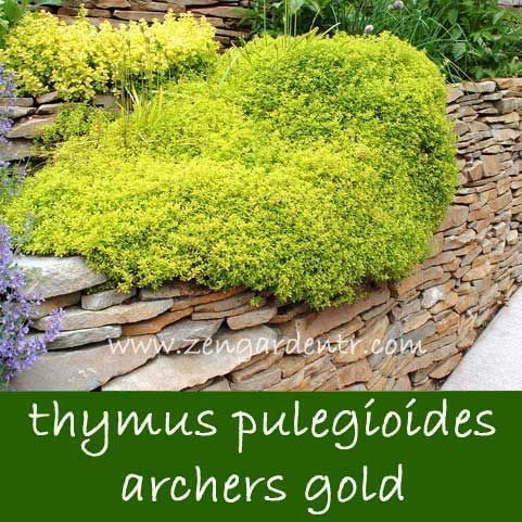 Sarkan altın kekik thymus pulegiodes archers gold