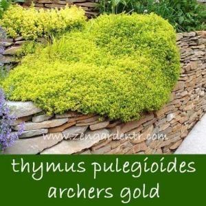Sarkan altın kekik thymus pulegiodes archers gold