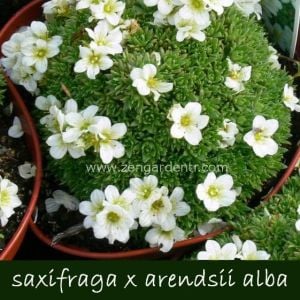 Beyaz saxifraga taşkıran fidesi saxifraga x arensii snow carpet