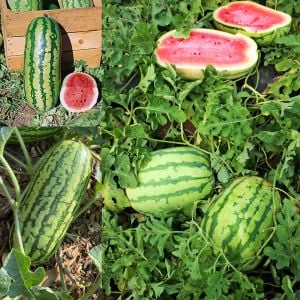 Jübile karpuz tohumu geleneksel jubilee watermelon seeds