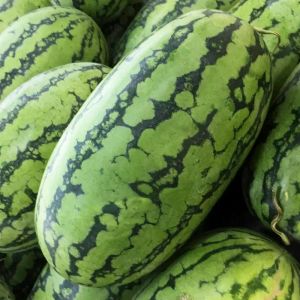 Jübile karpuz tohumu geleneksel jubilee watermelon seeds
