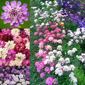 Bodur iberis tohumu candytuft dwarf fairy mix