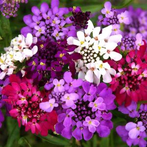 Bodur iberis tohumu candytuft dwarf fairy mix