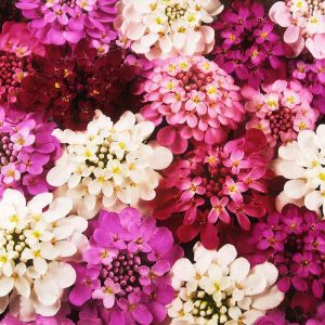 Bodur iberis tohumu candytuft dwarf fairy mix