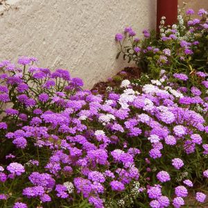 Bodur iberis tohumu candytuft dwarf fairy mix