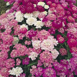 Bodur iberis tohumu candytuft dwarf fairy mix