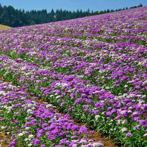 Bodur iberis tohumu candytuft dwarf fairy mix