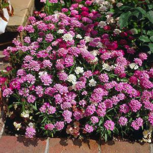 Bodur iberis tohumu candytuft dwarf fairy mix