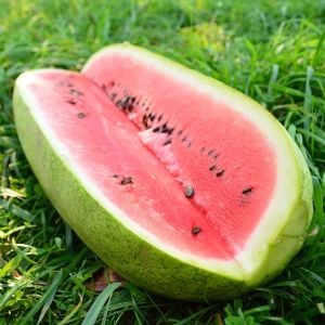 Çarliston bahçe karpuzu tohumu charleston gray watermelon seeds