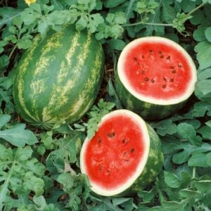 Kaliforniya karpuz tohumu geleneksel watermelon cal sweet supreme