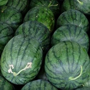 Kongo karpuz tohumu en tatlı karpuz congo watermelon seeds