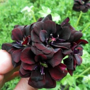 Royal Black Rose siyah sakız sardunya fidesi