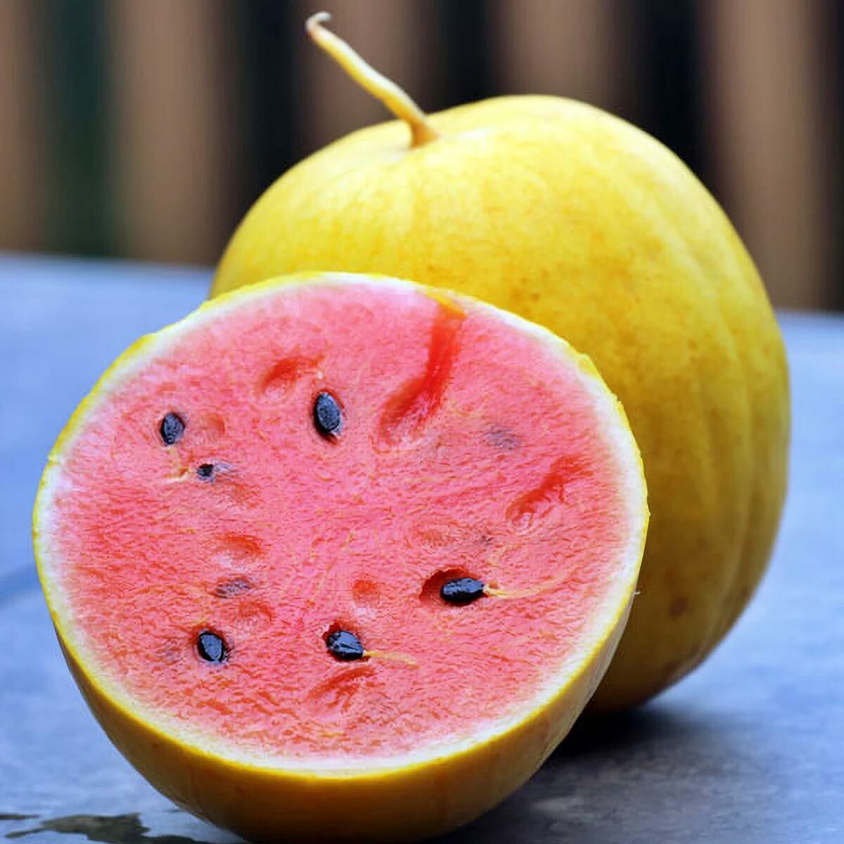 Minyatür altın karpuz tohumu geleneksel golden midget watermelon