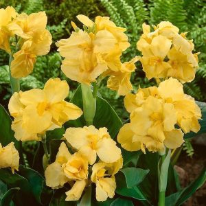 Golden king canna tesbih çiçeği soğanı