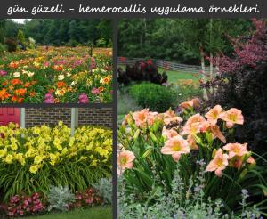 Katlı gün güzeli çiçeği ithal mount helena hemerocallis