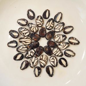 Çekirdeği Oyalı Atalık karpuz tohumu yerli tohum