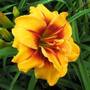 Katlı gün güzeli çiçeği ithal mount helena hemerocallis