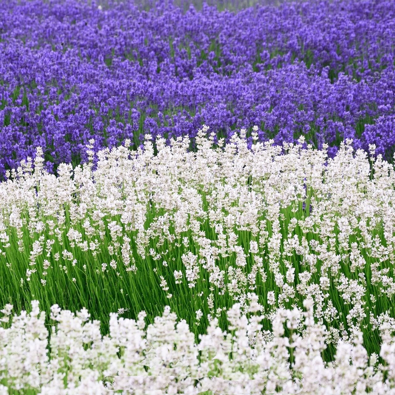 Beyaz lavanta tohumu ellagance snow lavandula angustifolia