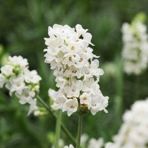 Beyaz lavanta tohumu ellagance snow lavandula angustifolia