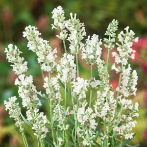 Beyaz lavanta tohumu ellagance snow lavandula angustifolia