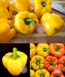 Sarı dolmalık biber tohumu geleneksel sweet sunbright pepper