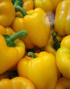 Sarı dolmalık biber tohumu geleneksel sweet sunbright pepper