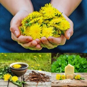 Karahindiba tohumu güneyik çıtlık radika taraxacum officinale