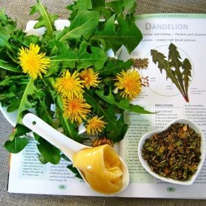 Karahindiba tohumu güneyik çıtlık radika taraxacum officinale