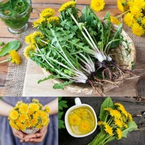 Karahindiba tohumu güneyik çıtlık radika taraxacum officinale