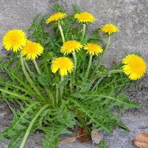 Karahindiba tohumu güneyik çıtlık radika taraxacum officinale