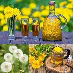 Karahindiba tohumu güneyik çıtlık radika taraxacum officinale