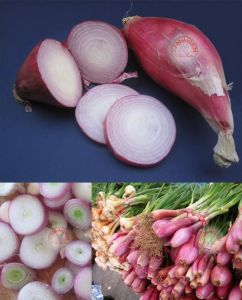 Torpil soğanı tohumu geleneksel onion torpedo seeds