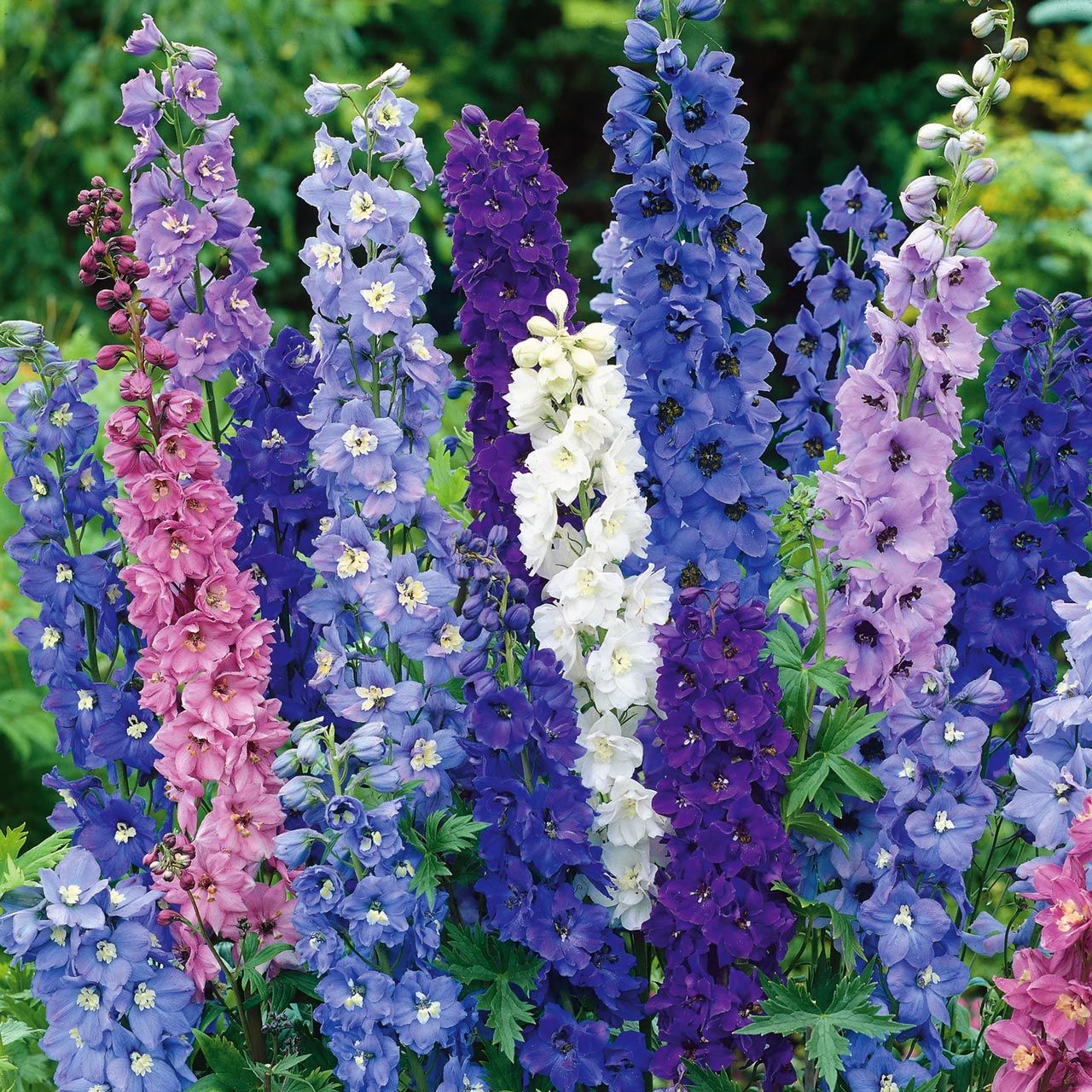 Dev hezaren tohumu delfinyum delphinium pacific giants mix