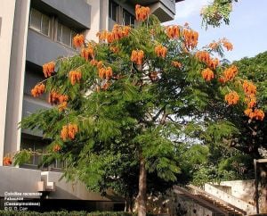 Colvillea tohumu çiçeklenen süs ağacı colvillea racemosa