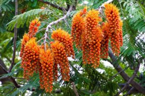 Colvillea tohumu çiçeklenen süs ağacı colvillea racemosa