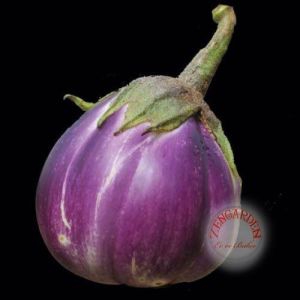 Topan patlıcan tohumu atalık eggplant giant rotonda